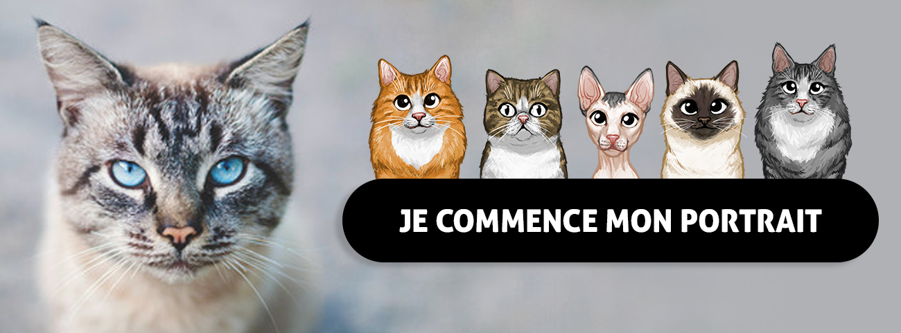 Cadeau-pour-chat-portrait-de-chat